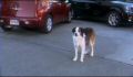 dr dolittle 3-avi_022.jpg